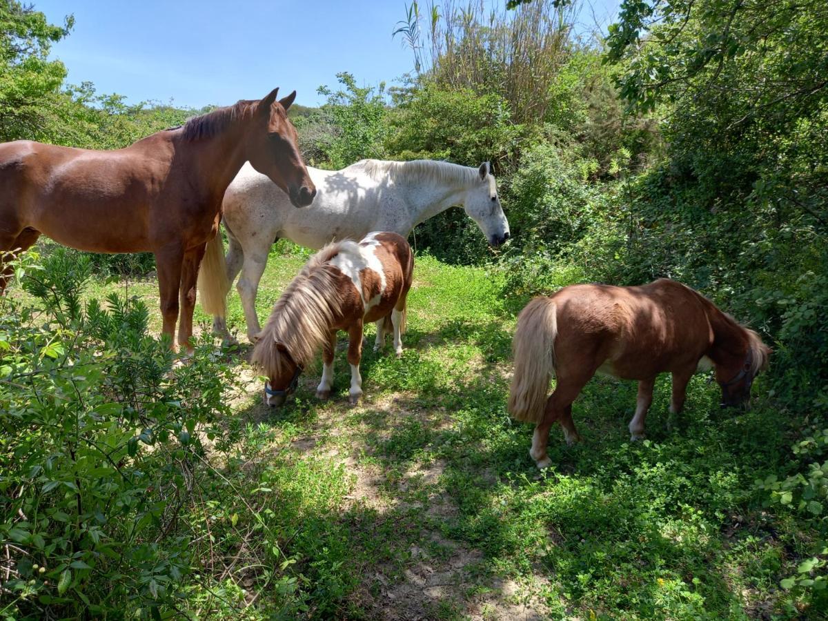 Casinha De Campo- Quintinha Dos Cavalos- Arruda Dos Vinhos Apartment Ngoại thất bức ảnh