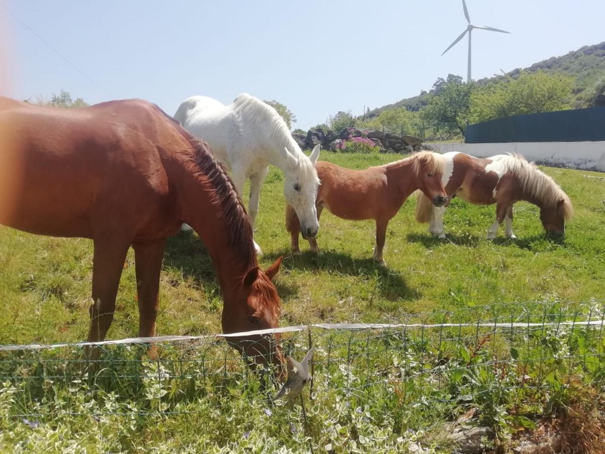 Casinha De Campo- Quintinha Dos Cavalos- Arruda Dos Vinhos Ngoại thất bức ảnh